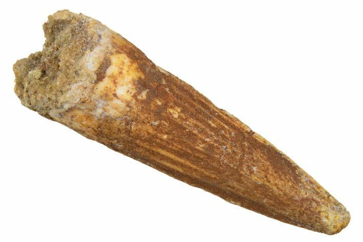Juvenile Fossil Spinosaurus Tooth - Real Dinosaur Tooth #345867